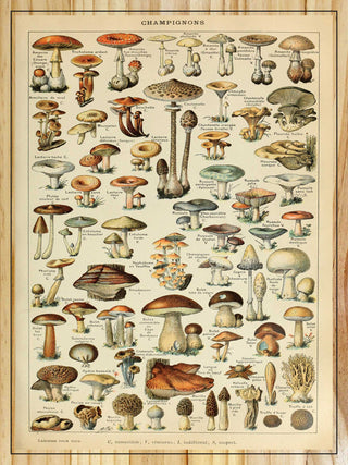 P&P Kitchen Art Ideas
