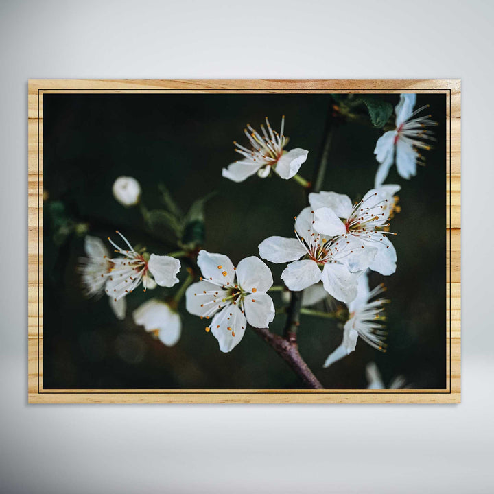 Cherry Blossom Branch