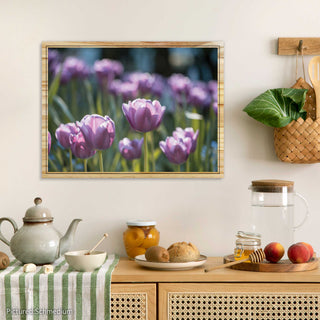 Violet Tulips