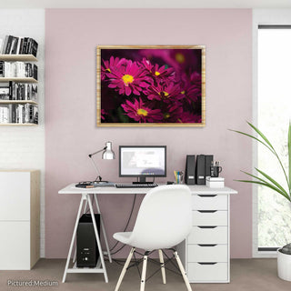 Red Chrysanthemums Daisy