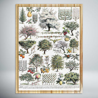 Orchard