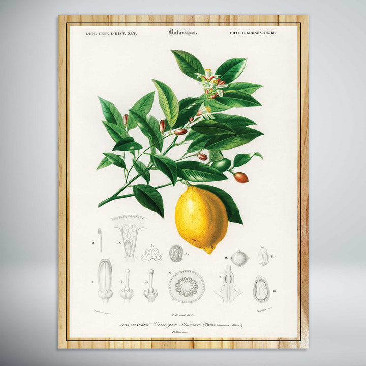 Lemon by Charles Dessalines D'Orbigny