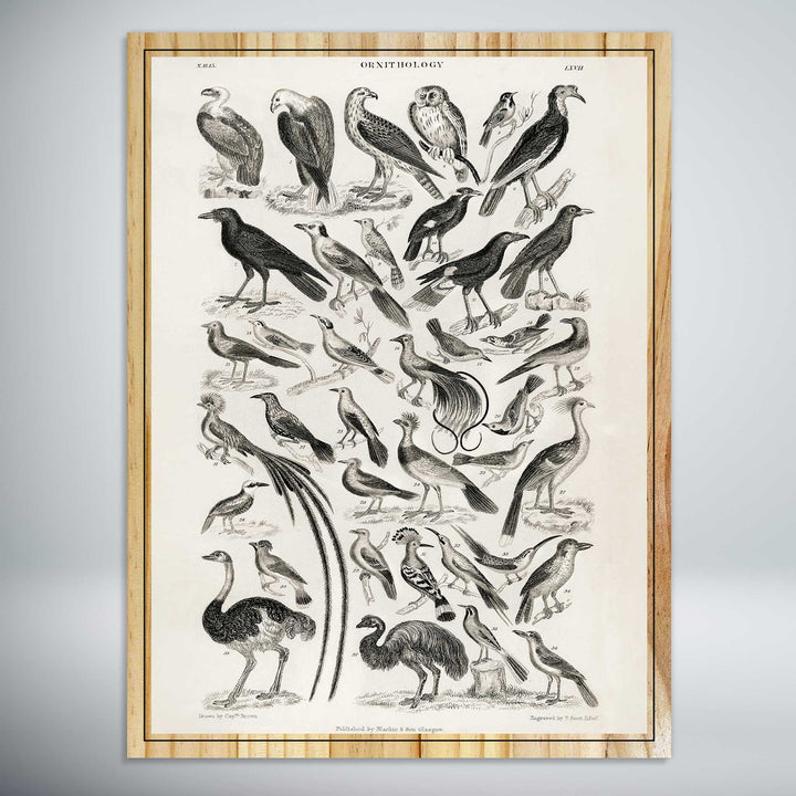 Ornithology Prey by Oliver Goldsmith