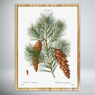 White Pine