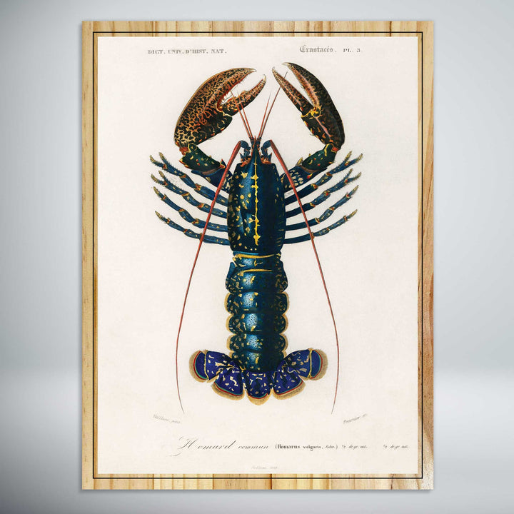 Crimson Crawfish by Charles Dessalines D'Orbigny