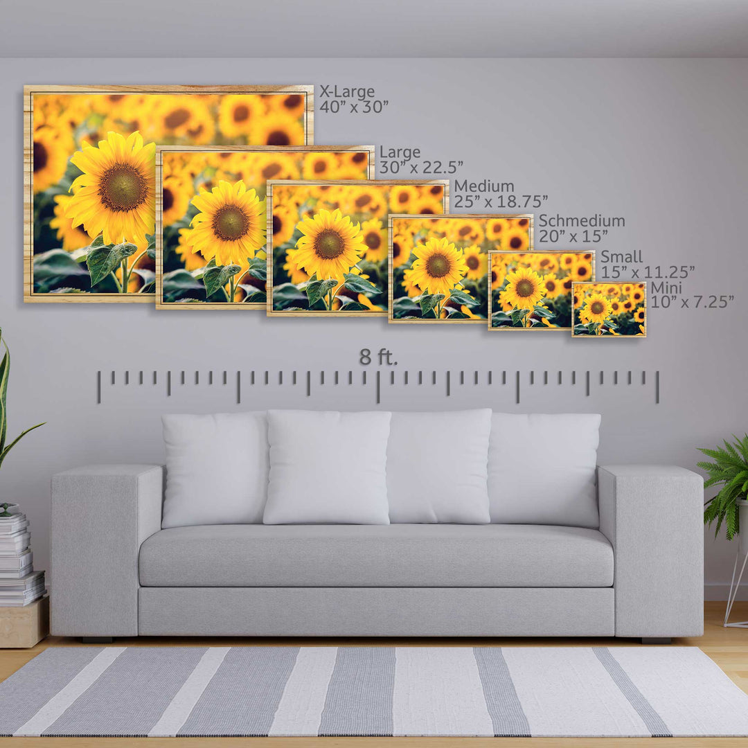 Sunflowers