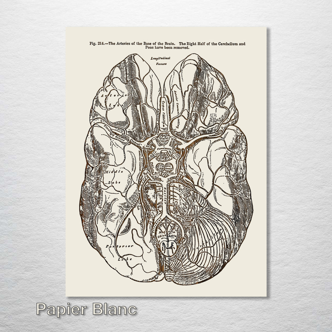 Gray's Anatomy Brain - Fire & Pine