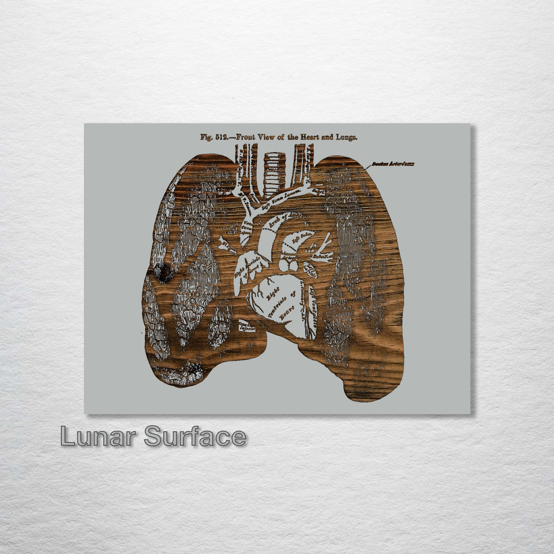 Gray’s Lungs Front