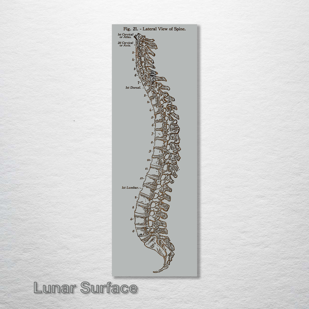 Gray's Anatomy Spine - Fire & Pine