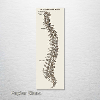 Gray's Anatomy Spine - Fire & Pine
