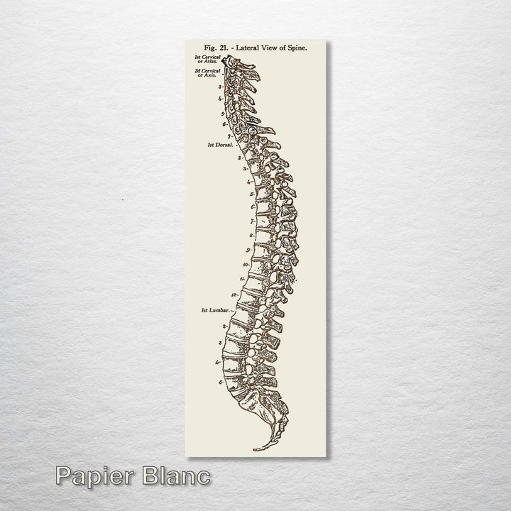 Gray's Anatomy Spine - Fire & Pine