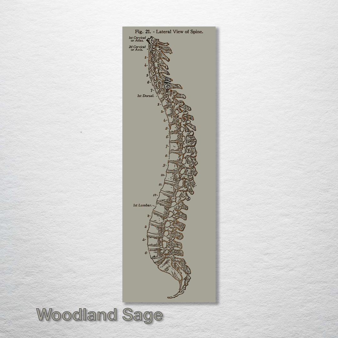 Gray's Anatomy Spine - Fire & Pine